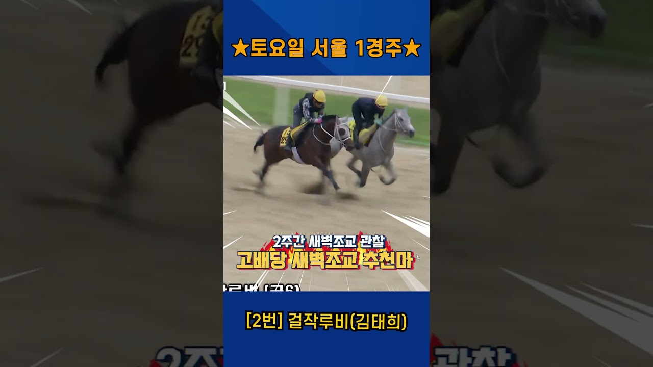 6월13일 토요일 서울 1경주!! 2주간 훈련보인 강백호의 새벽조교 쏘스마!!