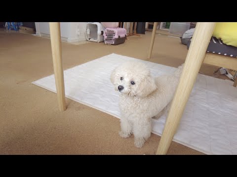 【ゲリラ豪雨】初めて雷が鳴ったのを聞いた子犬の反応がこちらです...笑