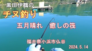 筏かかり釣　福井県小浜市仏谷　2024.5.14　黒田伊鶴のチヌ釣り　Raft fishing,  Hotokedani Obama City, Fukui Pre. Japan