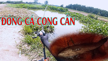 CÂU CÁ LÓC : ĐIỂM CÂU MỚI CHO ANH EM SÀI GÒN, ĐÓNG CÁ QUÁ ĐÃ TAY || #FISHING #SNAKEHEAD #CAUCA