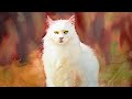How to paint animal fur - painting a white cat in watercolor