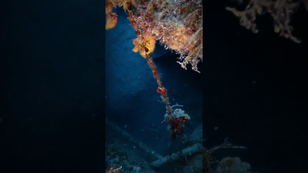 Wine Lost at Sea — Mitilini Wreck 🍷🤿 