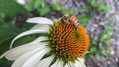 Sonic Mail - E. Ruchalski & S. Schoonmaker