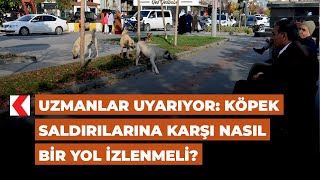 Uzmanlar uyarıyor: Köpek saldırılarına karşı nasıl bir yol izlenmeli? Resimi