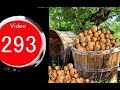 Como Germinar Nueces(Haz Tu Bosque de Nogales)