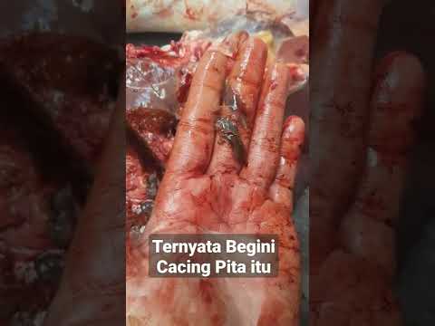 Video: Adakah benang Vektor selamat di Jawa?