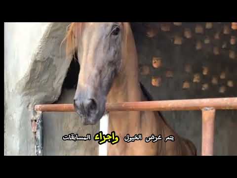 الخيول المرواري الهندية سلالة قديمة تحتفض عليها الهند 