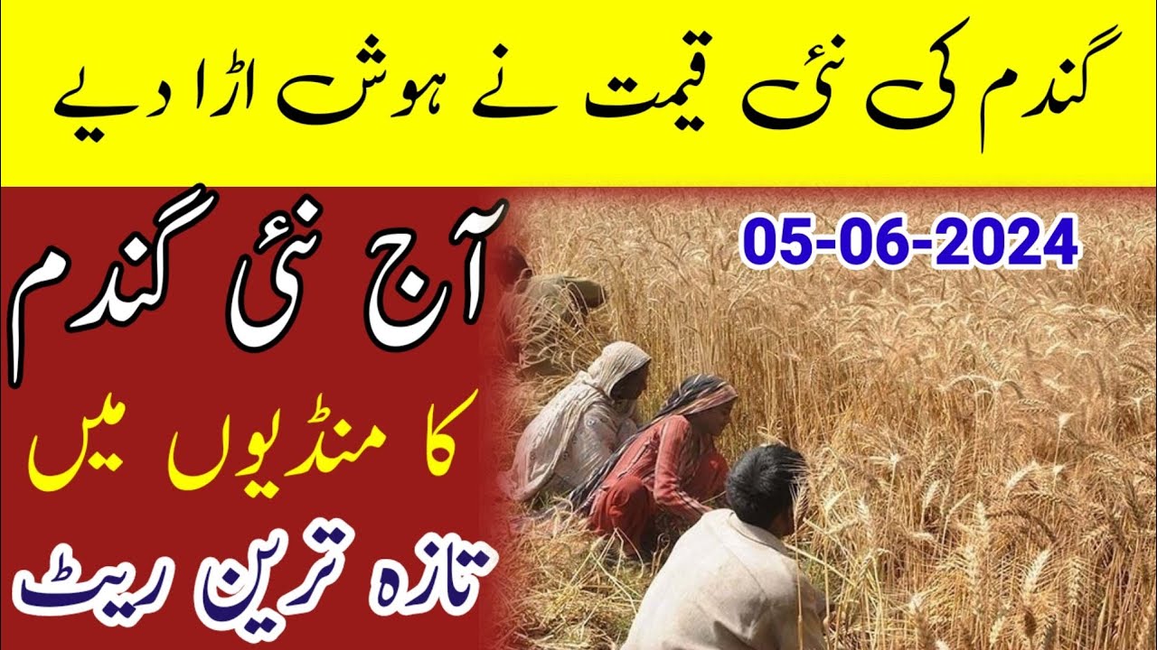 Wheat Rate Today In Punjab 05 June 2024 Gundam Ka Rate Daily Rate wheat-rate-today-in-punjab-05-june-2024-gundam-ka-rate-daily-rate