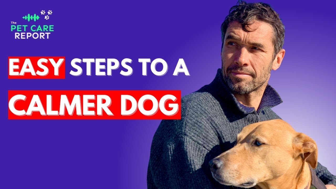 How To Train Your Dog To Be Calm The Easy Way YouTube