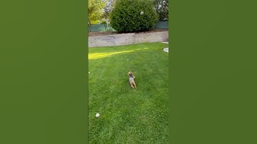 Playing fetch #dogs #cute #fetch