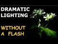 Flower Photography Tips: Dramatic Light without Flash and Macro ep.153