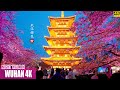 Wuhan Night Walk | East Lake Cherry Blossoms | 4K HDR | Hubei Province, China | 湖北武汉 | 东湖樱花园