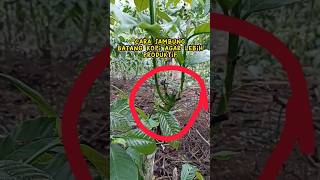 sambung/stek batang kopi agar buah lebih maksimal #shots #tanaman #kopi #kopirobusta #coffee