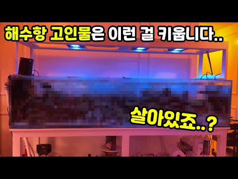 <strong>해수어</strong> 고인물 클라스ㄷㄷ