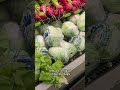 What to know about cyclospora, the parasite linked to severe diarrhea