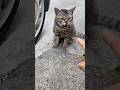 主の横でご飯を食べてくれた！トラ福（細マッチョ）#野良猫