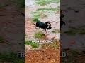 Super-Mom Dog Saves Her Puppies from Storm🥹