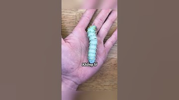 Sinh vật Kỳ Lạ Nở Ra Quái Vật Khổng Lồ #shorts