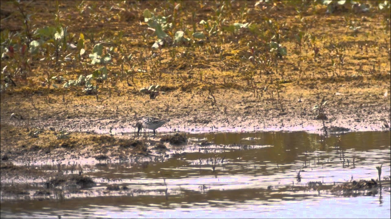 Breedbekstrandloper (Limicola falcinellus)