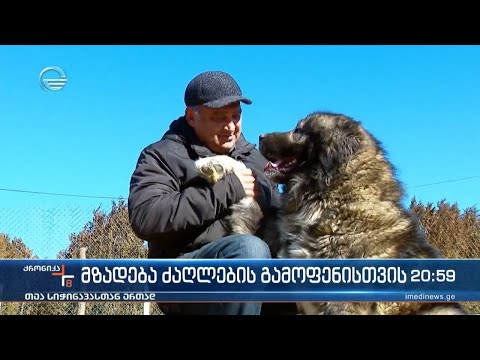მზადება ძაღლების გამოფენისთვის