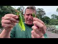 Dan Battling a Giant Katydid