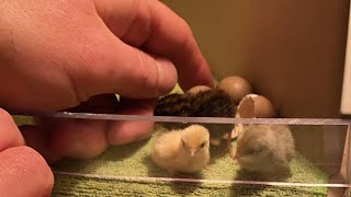 Live Hatching, Part Ii