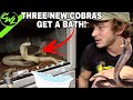 NEW COBRAS GET A BATH!!!