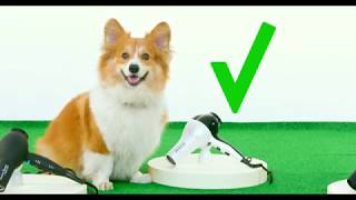 Animal Instinct: Corgi Hair Dryer Review Animal Instinct: Corgi Hair Dryer Review