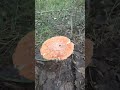 Они живые.