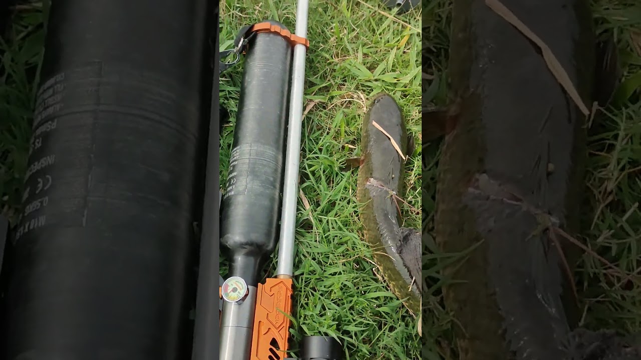 PASER SPEK SULTAN LANGSUNG AMIS