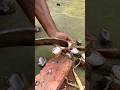 তালের আটির শাস। Rhythmic breathing #food