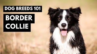 Border Collies 101: Everything You NEED to Know About Border Collies!