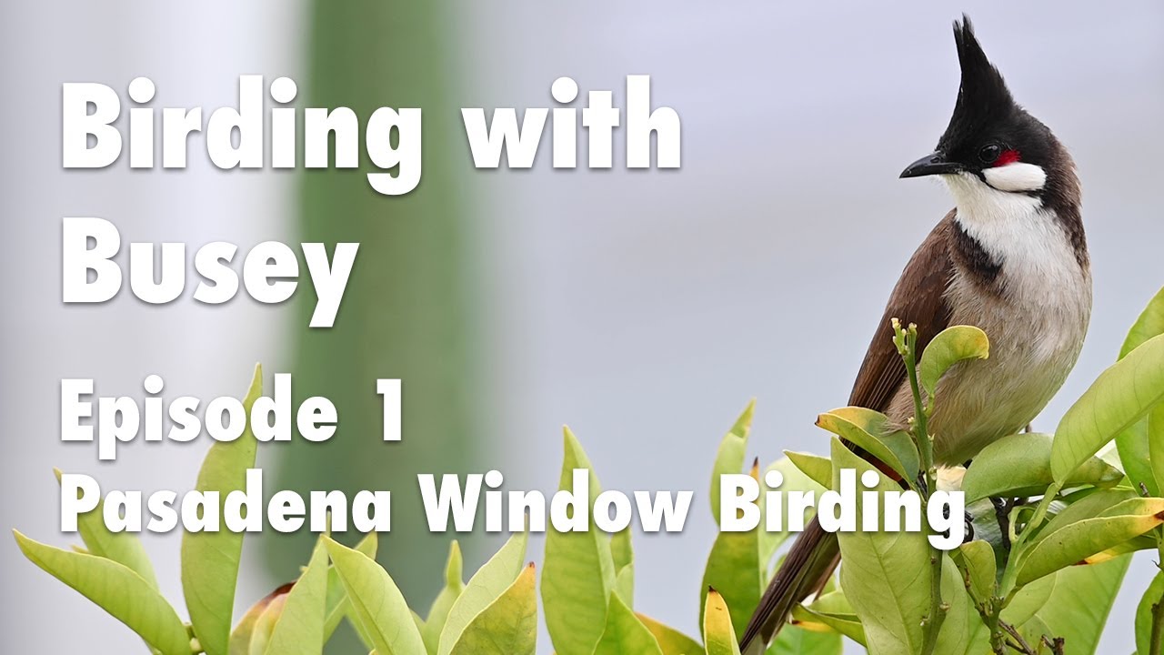 Window Birding in Pasadena | Local Birds in SoCal