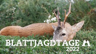 Blattjagdtage 2022 | Blattjagd mit Jungjägern auf den Rehbock | Bockjagd zur Blattzeit