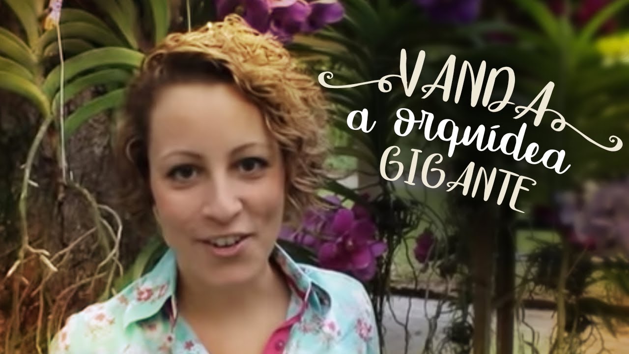 Como Cuidar de Orquídeas - Vanda, a orquídea gigante Como Cuidar de Orquídeas - Vanda, a orquídea gigante