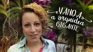 Como Cuidar de Orquídeas - Vanda, a orquídea gigante - thptnganamst.edu.vn