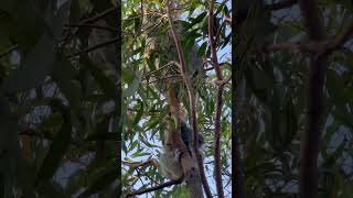 How to see koala in Australia