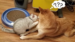 Issue 8: kitten kissing dog friend ('Kisses You Can't Resist') by Sultan and Cairo 1,471 views 3 years ago 1 minute, 12 seconds