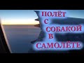 Полёт с собакой в самолёте. Все нюансы, трудности и сюрпризы // Авиакомпании Аэрофлот и Россия