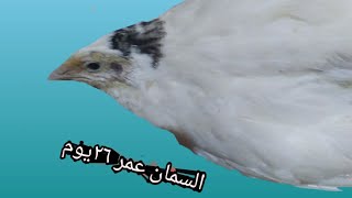 كل ما يخص السمان عمر ٢٦يوم