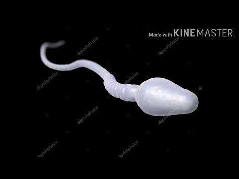 Video: Сперма кантип пайда болот