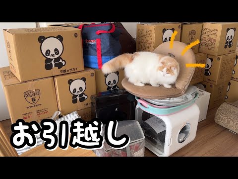 今の家とサヨナラしました！はじめてのお引越しにパニックな愛猫