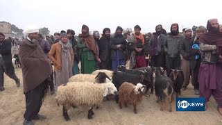 Large livestock market opens in Herat province|بازار بزرگ خرید و فروش مواشی در ولایت هرات گشایش یافت