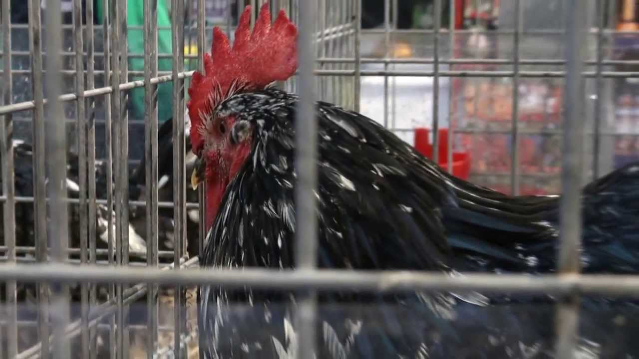 Pita pinta Asturiana: Exposición avícola de Candás 2013
