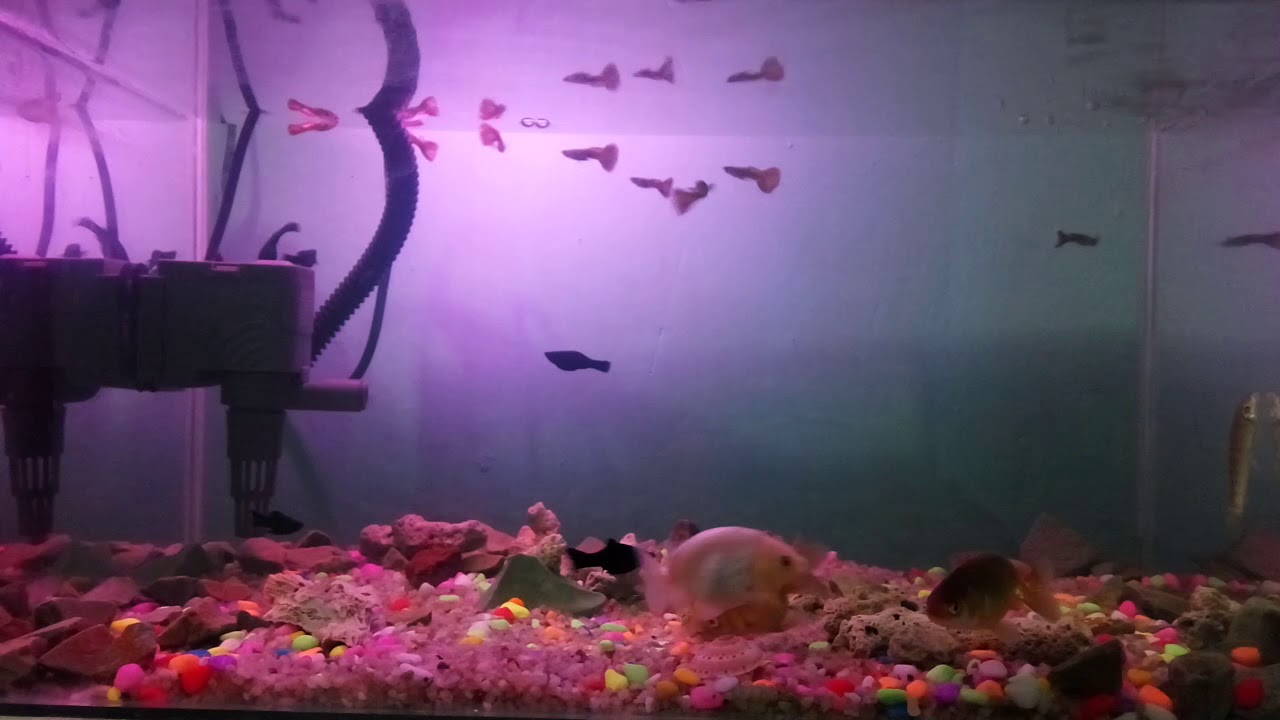 Akuarium sederhana untuk hiasan rumah - YouTube