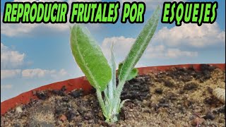 Reproducir Frutales por esquejes | ENRAIZA CUALQUIER RAMA o ESQUEJE de FRUTAL o PLANTA