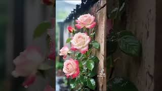 Мелодия для тебя #love #музыкальность #flowers #красотадуши #доброеутро