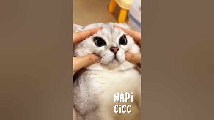 napi cicc #cica #macska #cat #vicces #viccesvideók #viccesmacska