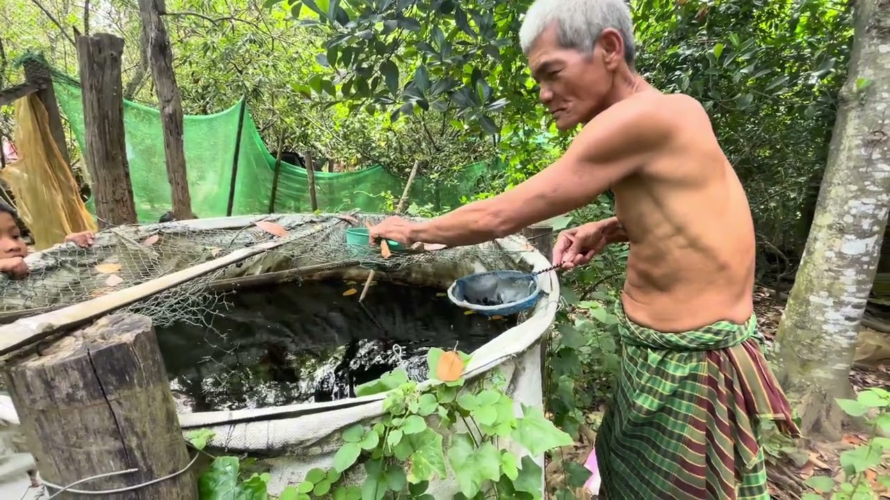 ទៅទិញត្រីក្រឹម:Buying Betta Fish