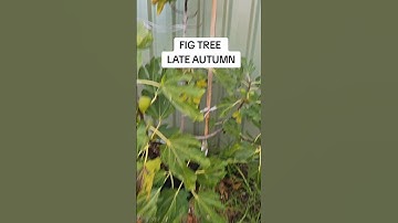 Fig trees are deciduous, so all their leaves will fall and it will go into dormancy. #figtree